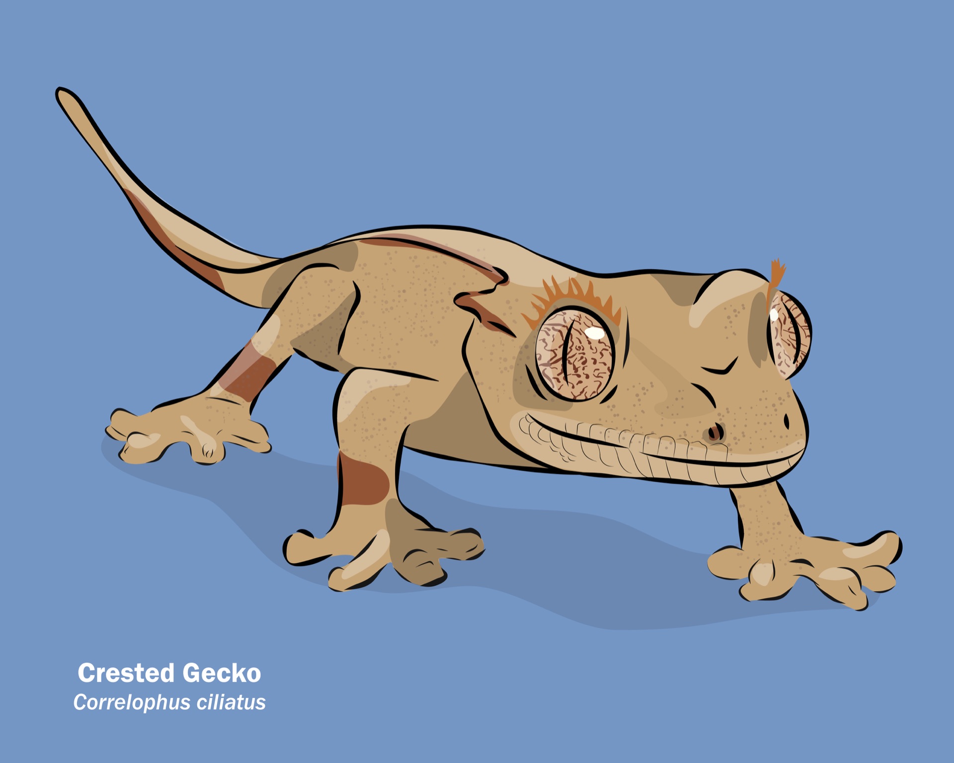 Crested Gecko